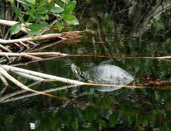 Click to See Next Image